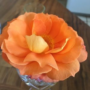 Meet your Posher, Taz